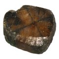Chiastolite